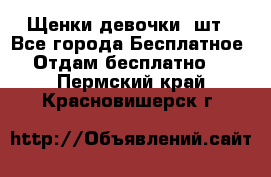 Щенки девочки 4шт - Все города Бесплатное » Отдам бесплатно   . Пермский край,Красновишерск г.